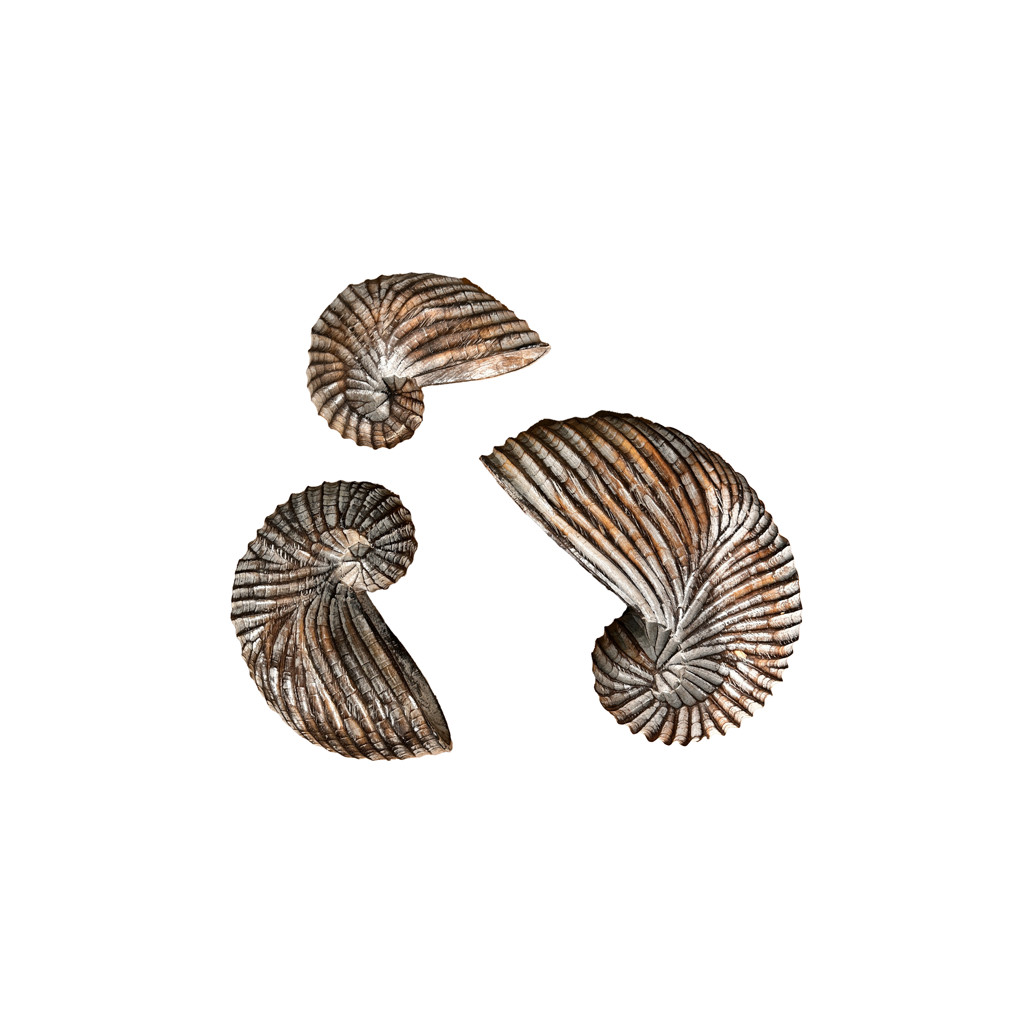 Seashells Decoration without Base 3pc