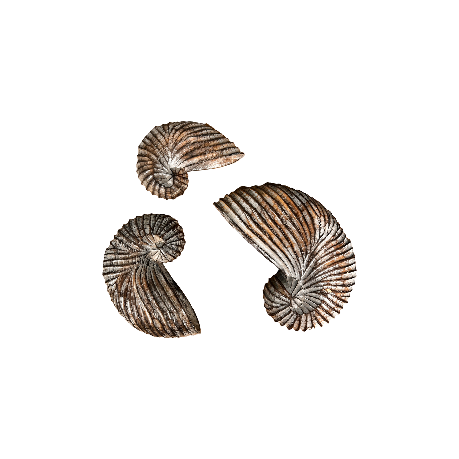 Seashells Decoration without Base 3pc