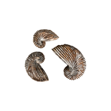 Seashells Decoration without Base 3pc