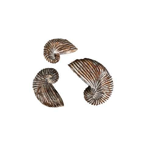 Seashells Decoration without Base 3pc